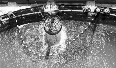 湛江湾实验室：打造海洋科技整合平台 锻造南海科技栋梁